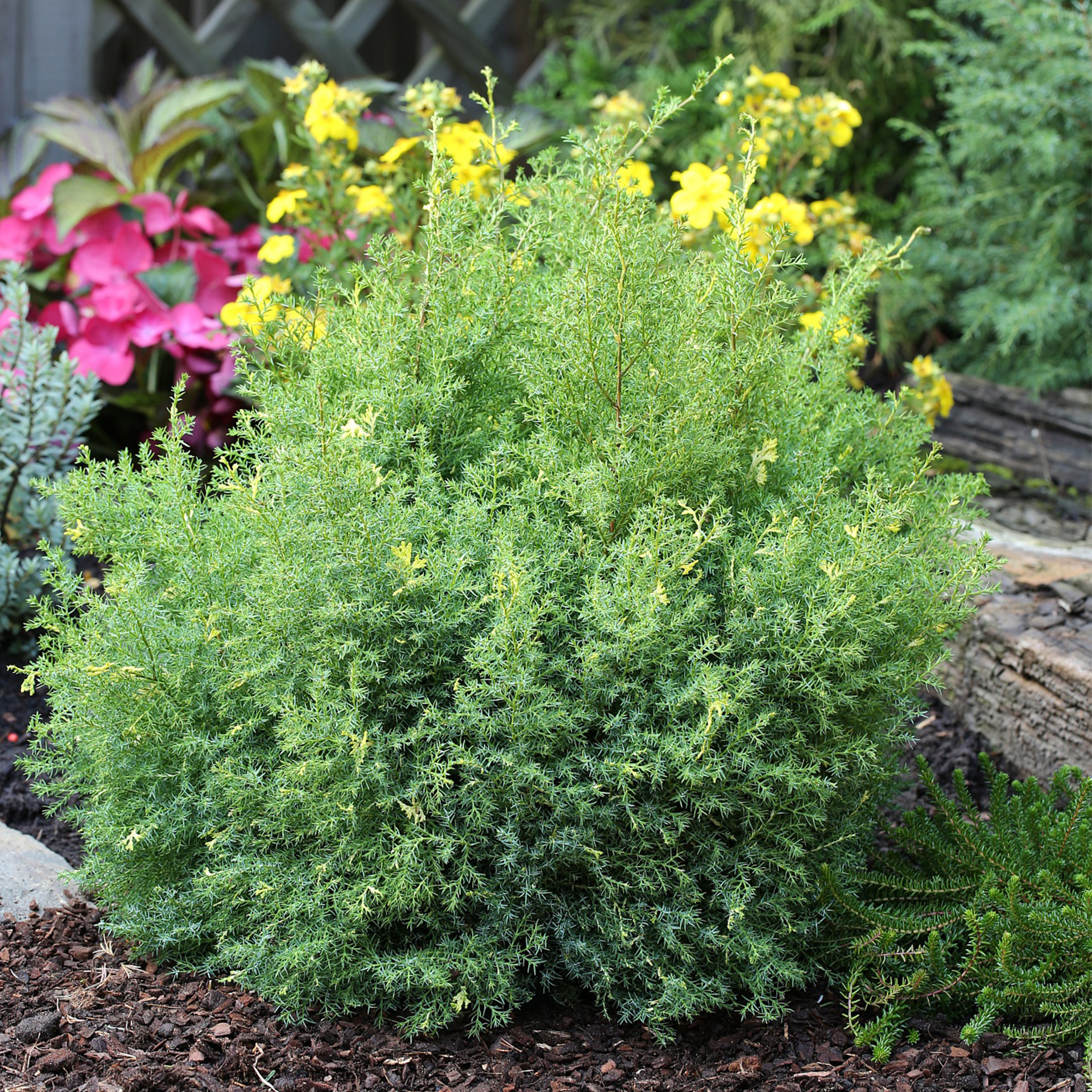 Muschelzypresse Konifere immergrün Kübelbepflanzung