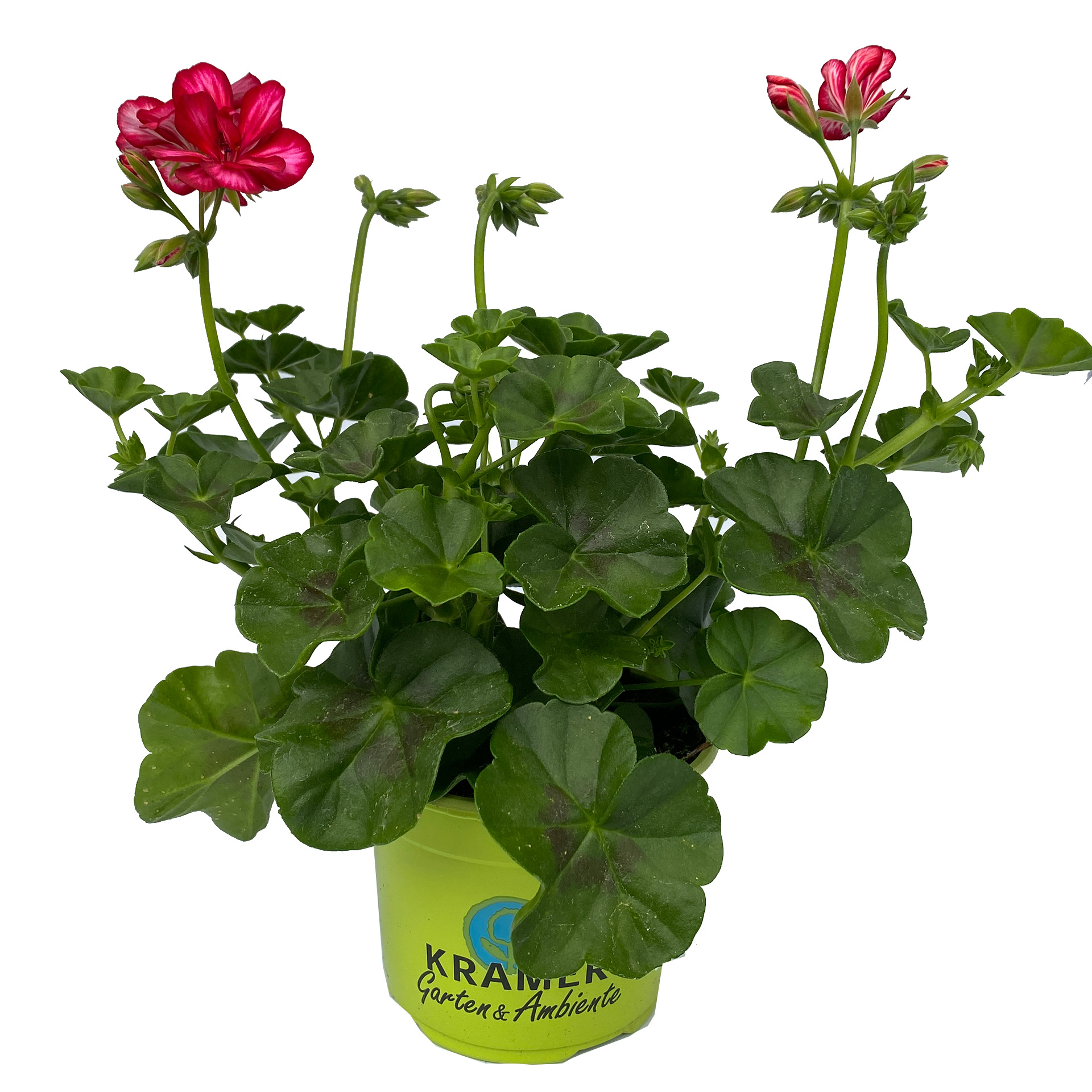 Geranie hängend 'Sunflair Lollipop Chris' - Pelargonium peltatum, 12cm Topf