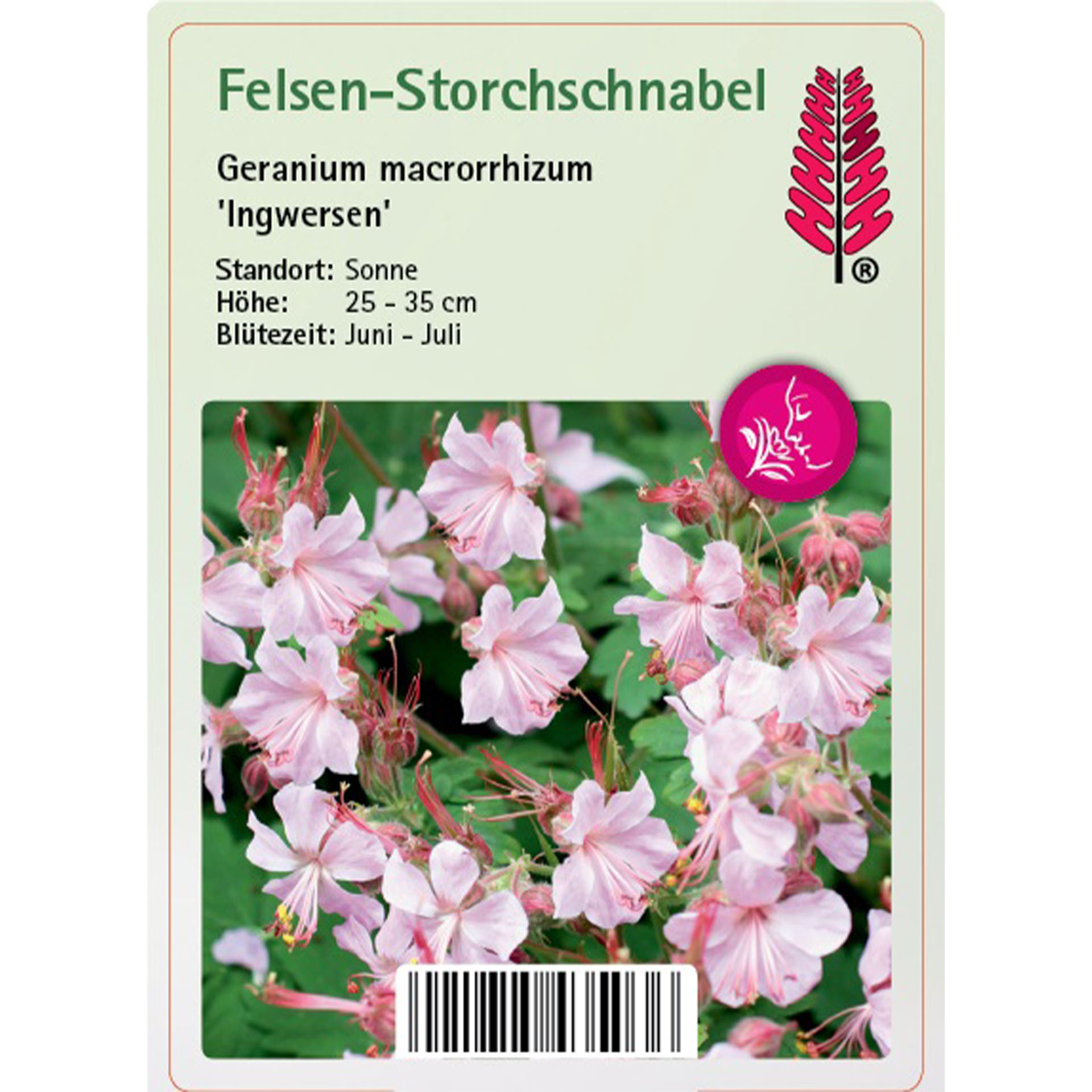 Blume, Pflanze, Geranie, Blütenblatt