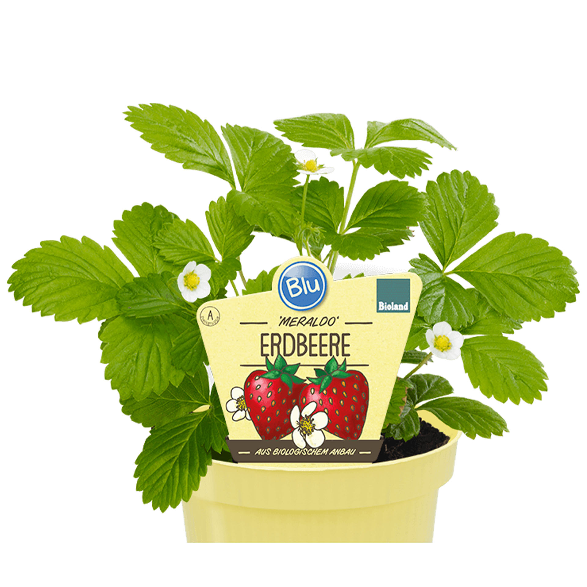 Beere, Obst, Pflanze, Erdbeere, Kräuter