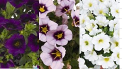 Blume, Pflanze, Anemone, Blütenblatt, Stiefmütterchen