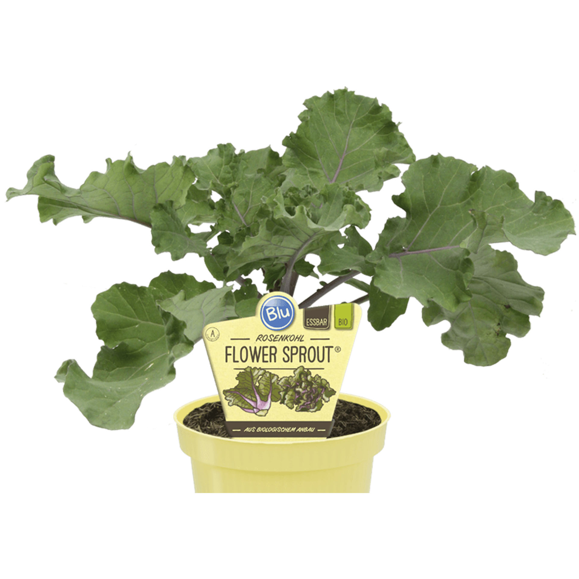 Rosenkohl, Pflanze, Essen, Produzieren, Grünkohl, Gemüse