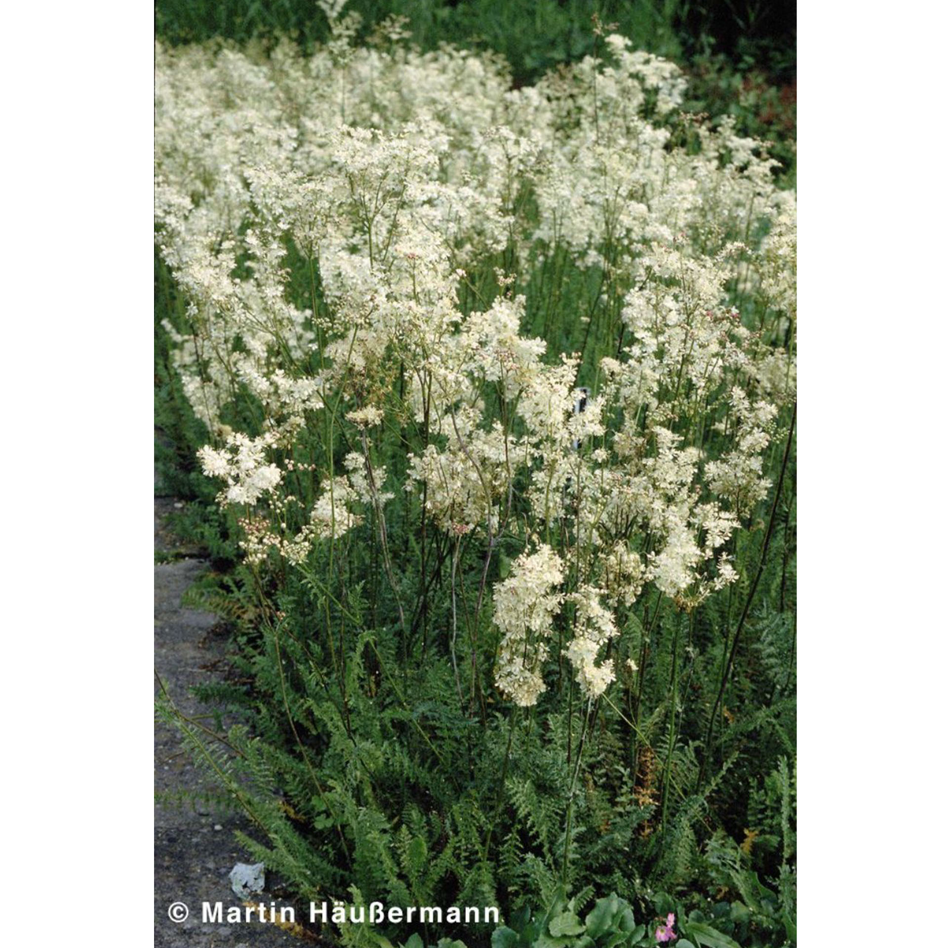 Pflanze, Vegetation, Blume, Gras