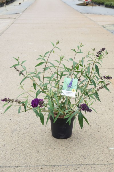 Sommerflieder/ Buddleja davidii 'Black Knight'