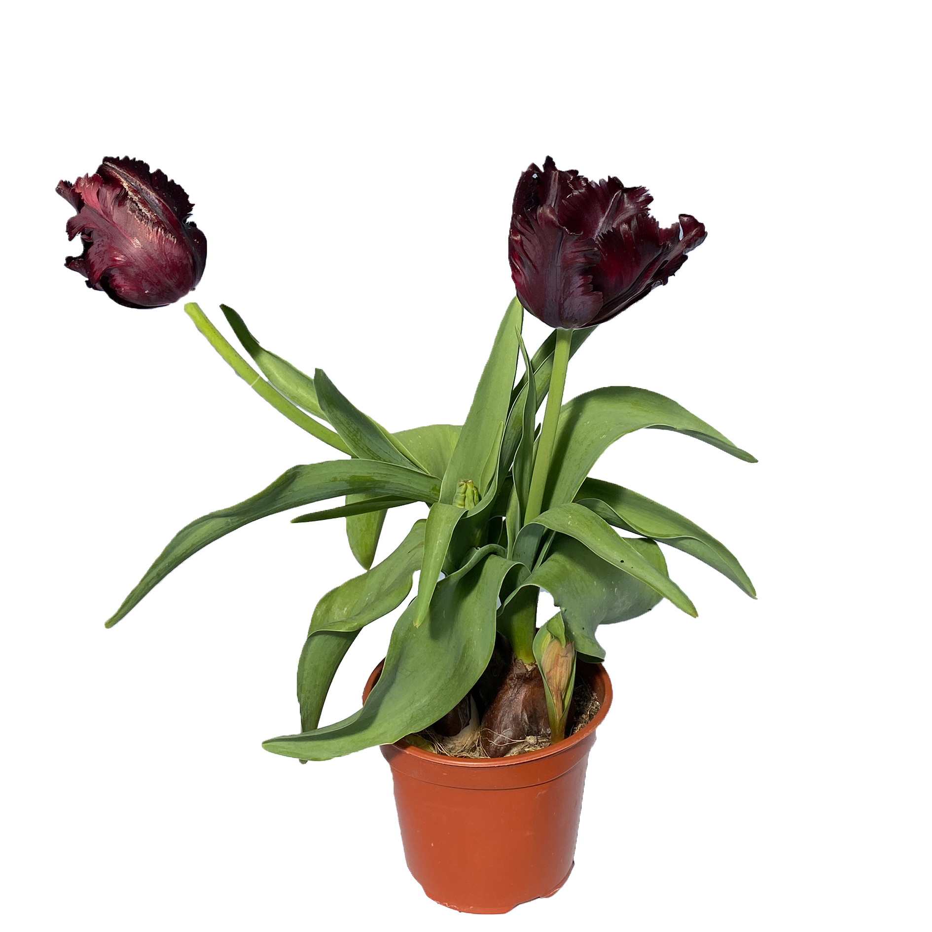 Papageitulpe - Tulipa - Hybriden, lila, 11cm Topf