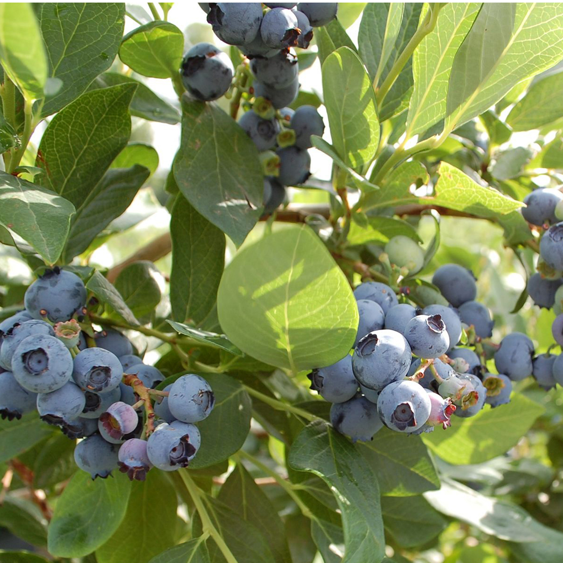 Heidelbeere Goldtraube Obstgehölz Heidelbeerpflanze