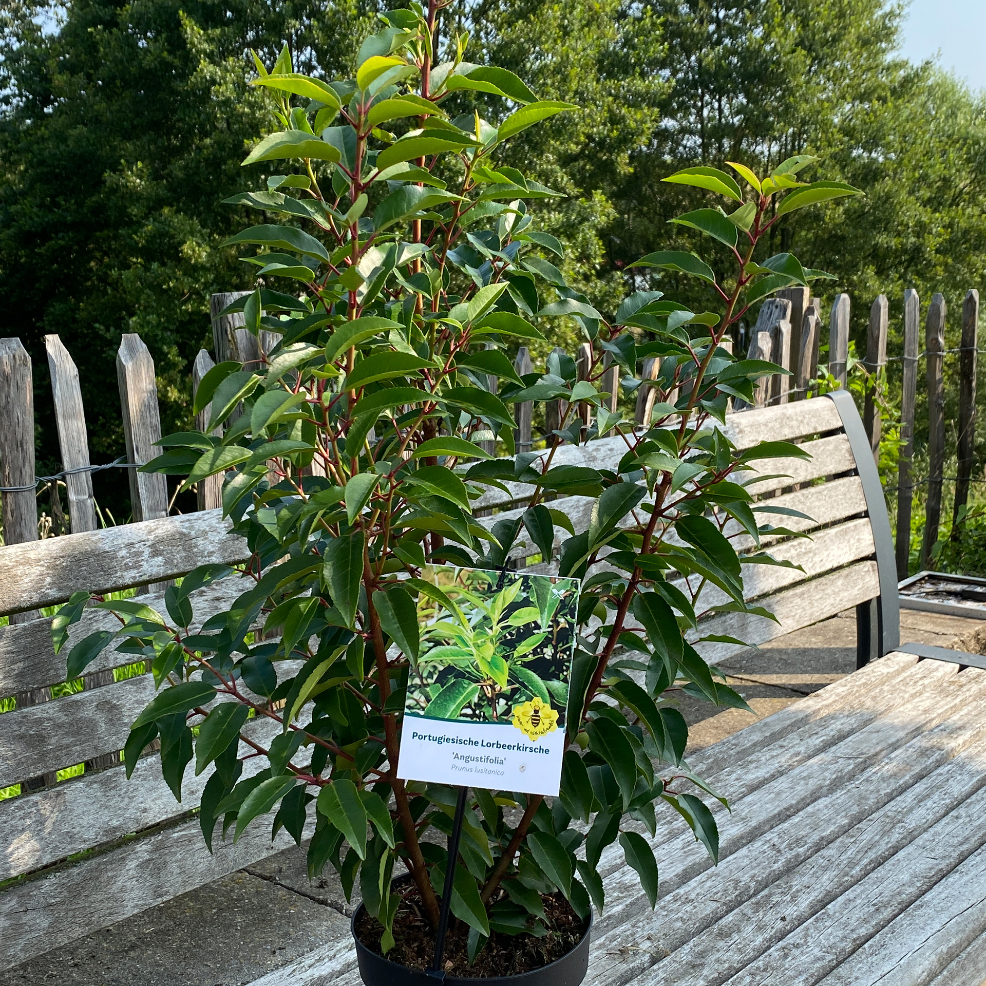 Portugiesischer Kirschlorbeer