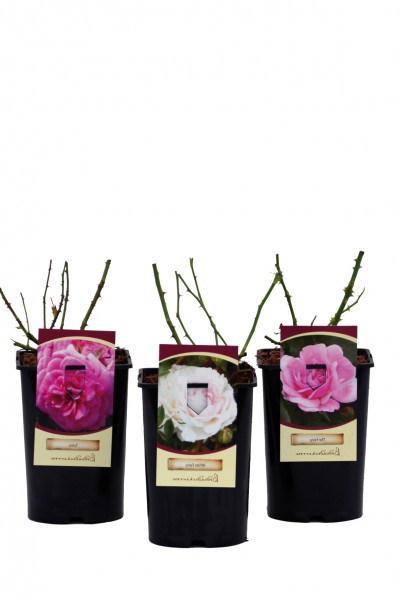 Rosen Bodendeckerrosen in Sorten