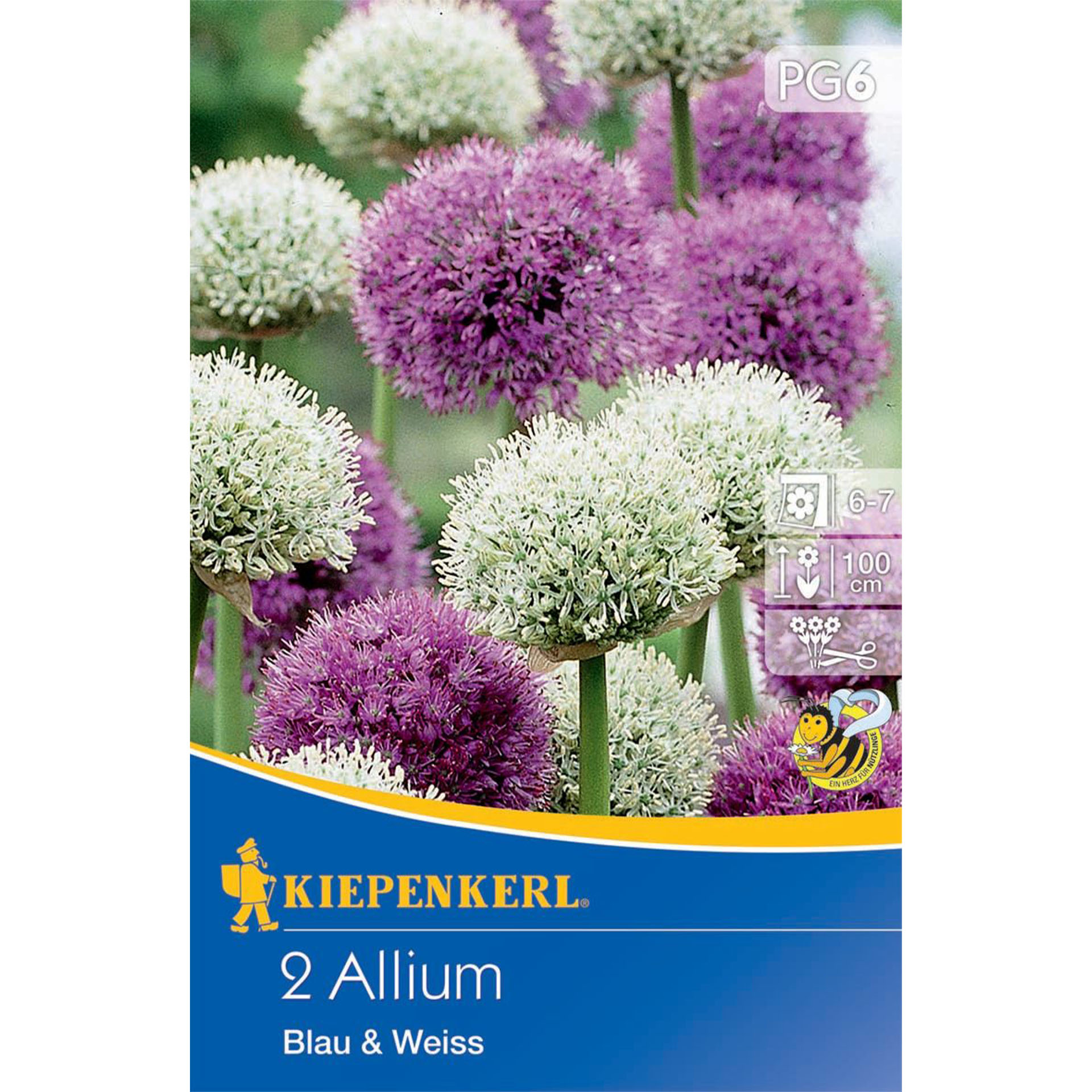 Zierlauch / Allium 'Blau & Weiss', Blumenzwiebeln