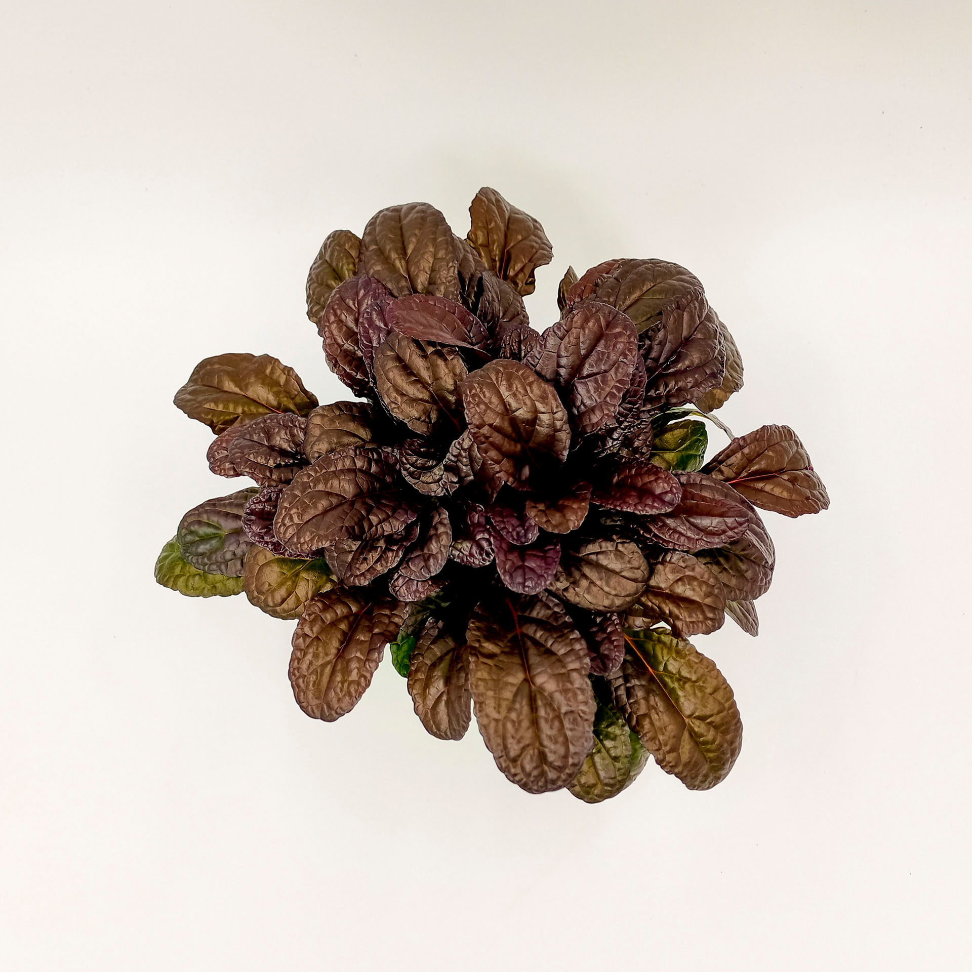 Kriechender Günsel Elmblut Bodendecker Grabbepflanzung