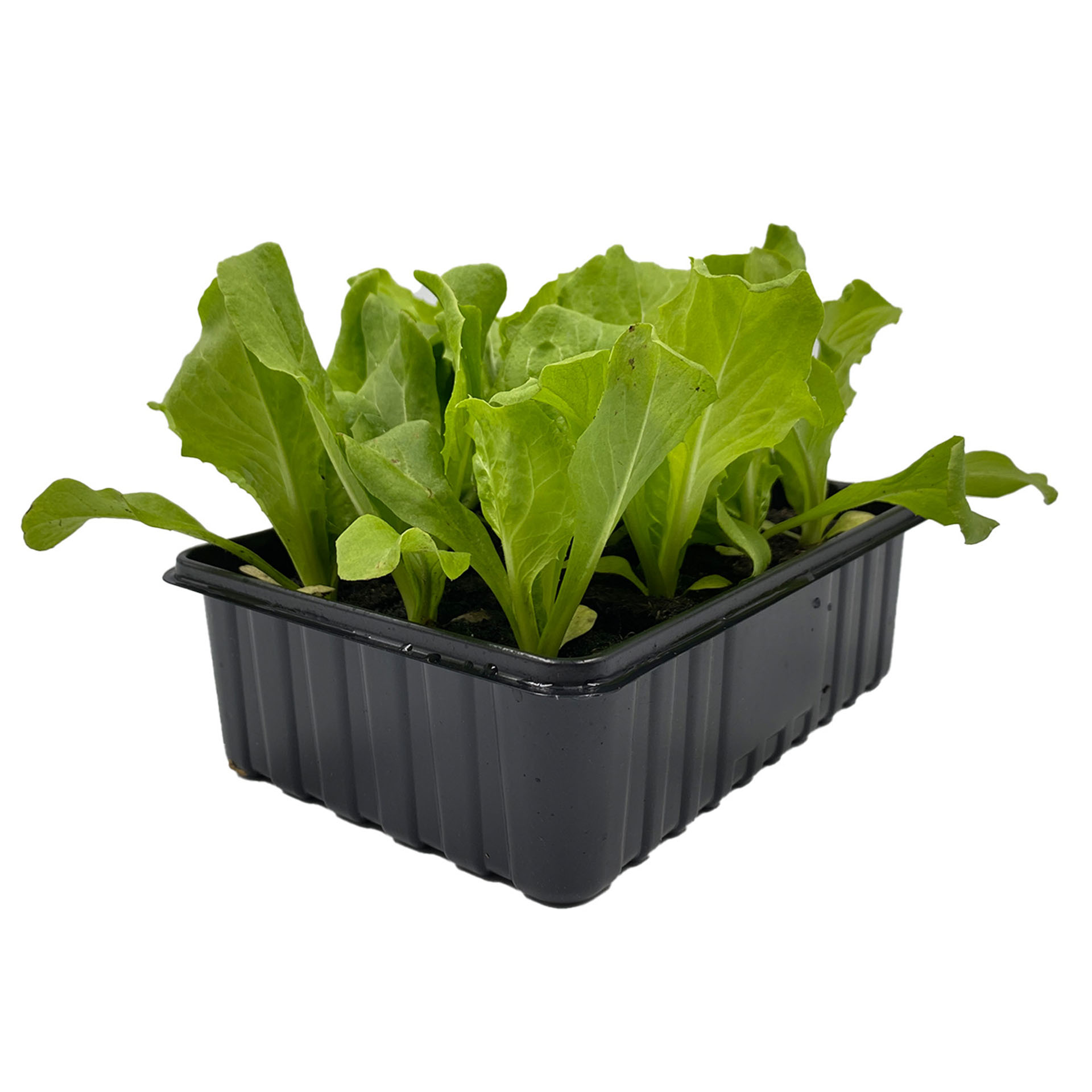 12 Gemüsepflanzen Glatter Endiviensalat in schwarzer Schale, Pflanze, Essen, Produzieren, Topfpflanze, Grünes Blattgemüse