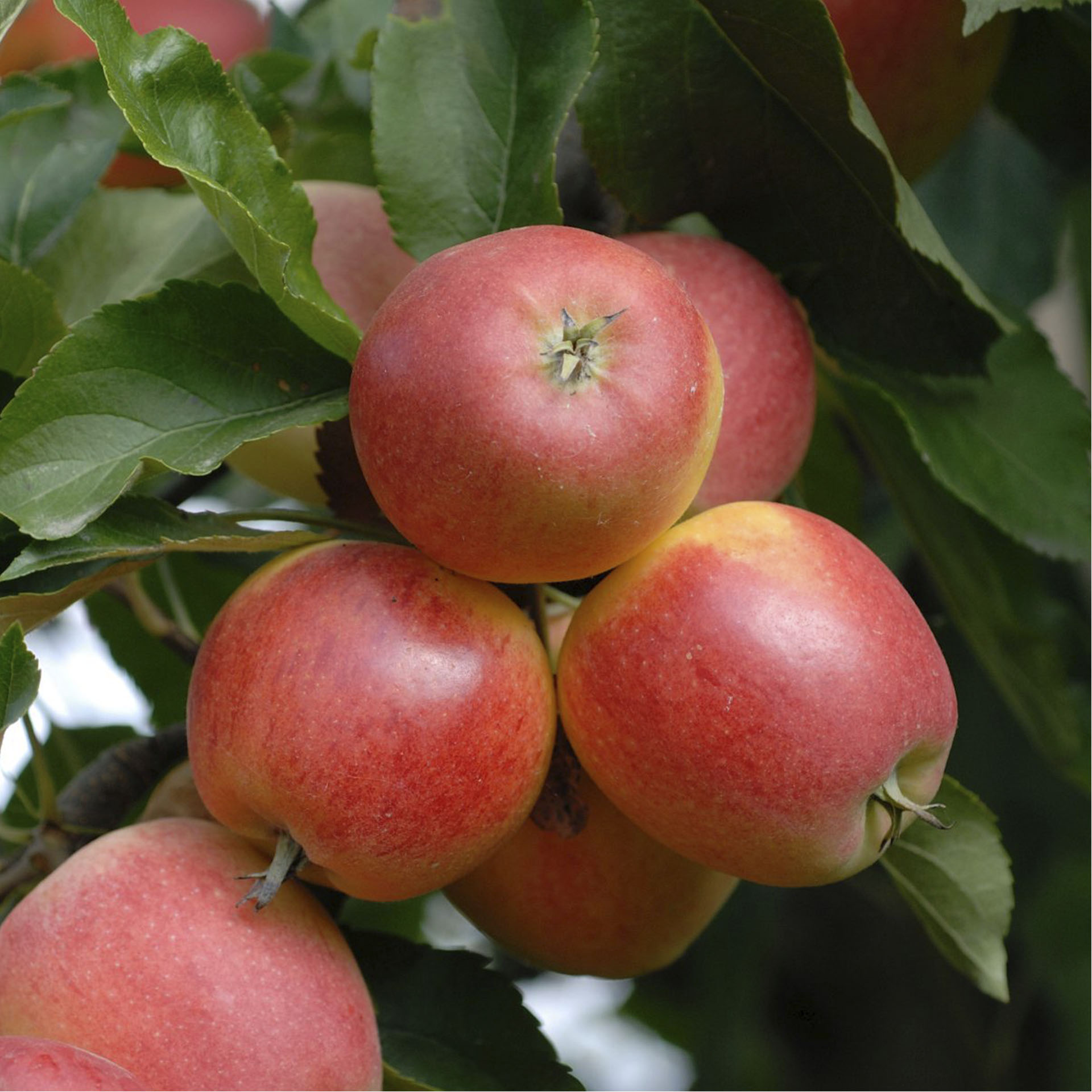 Äpfel Royal Gala am Ast hängend