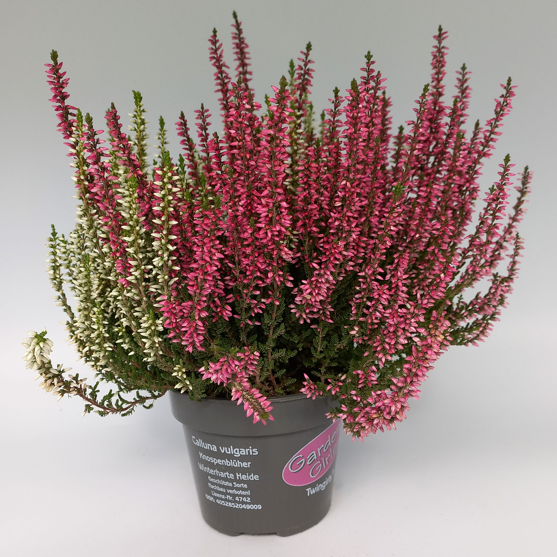 Knospenblüher/Besenheide - Calluna vulgaris 'Gardengirls® Twingirls®'