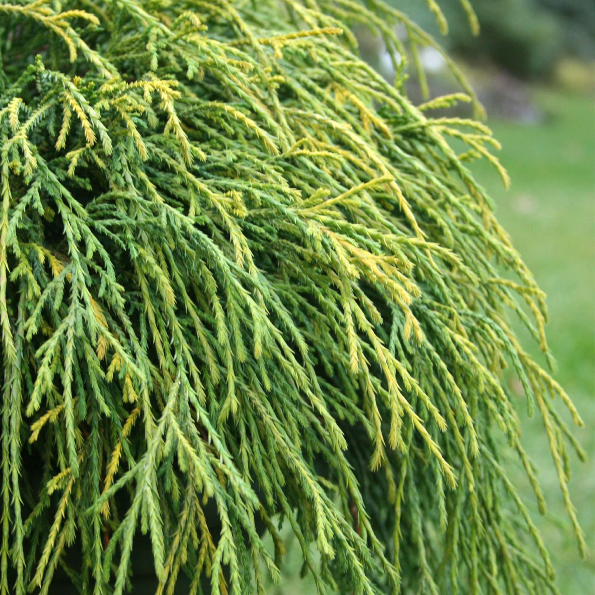 Gelbe Fadenzypresse Konifere Heckenpflanze Grabbepflanzung