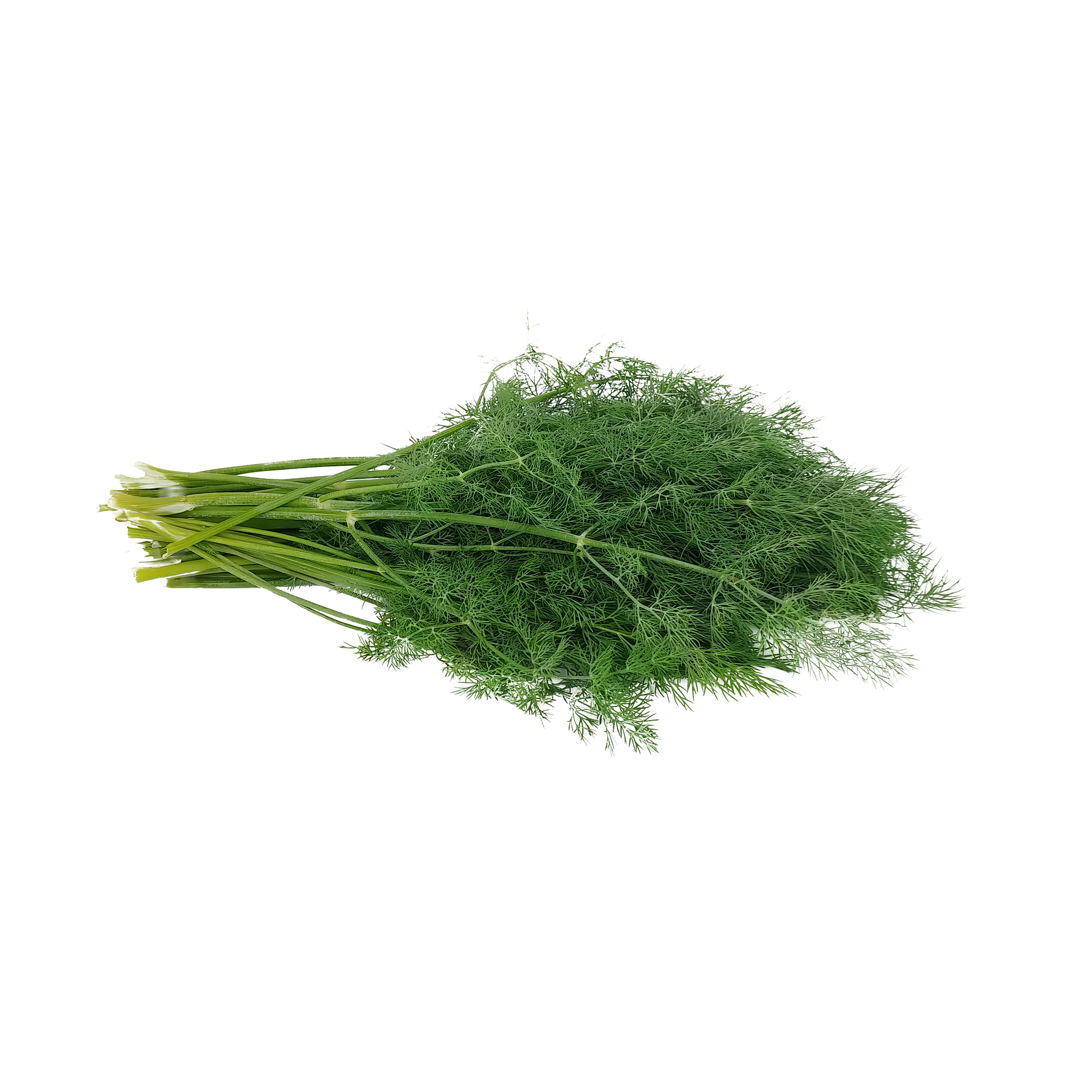 Dill-2
