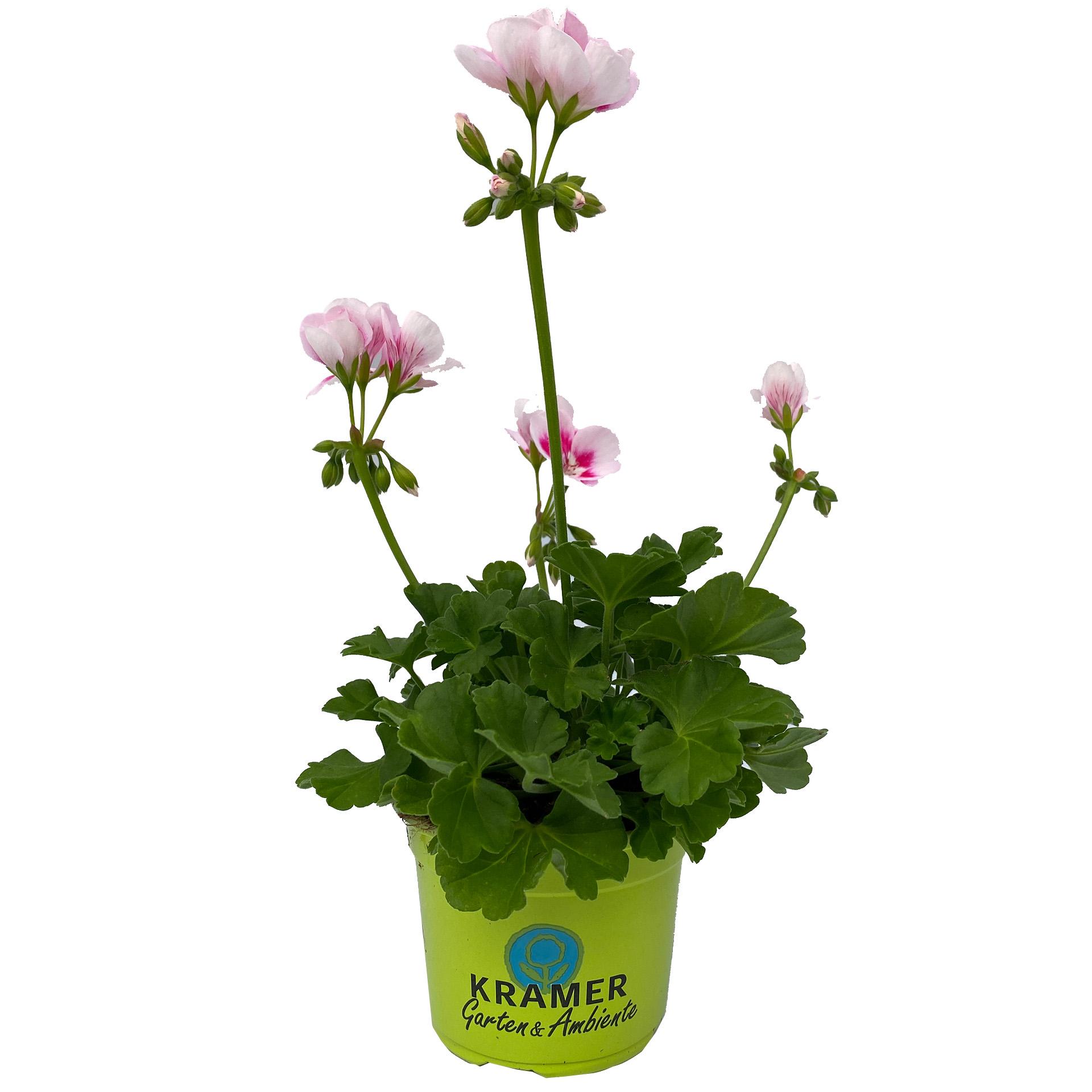 Geranie stehend 'Flower Fairy® White Splash' - Pelargonium zonale, 12cm Topf