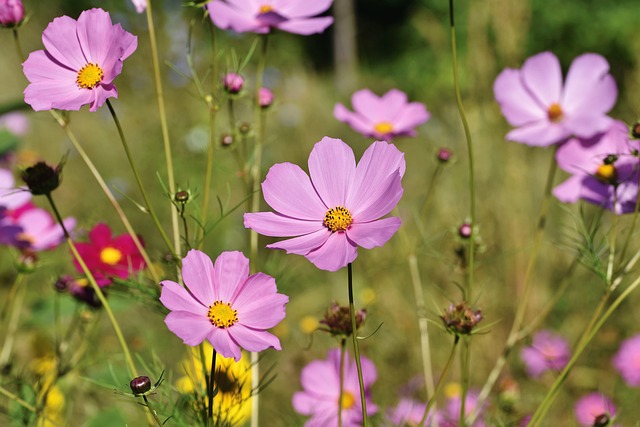 Blume, Blütenblatt, Gänseblümchen, Anemone, Geranie