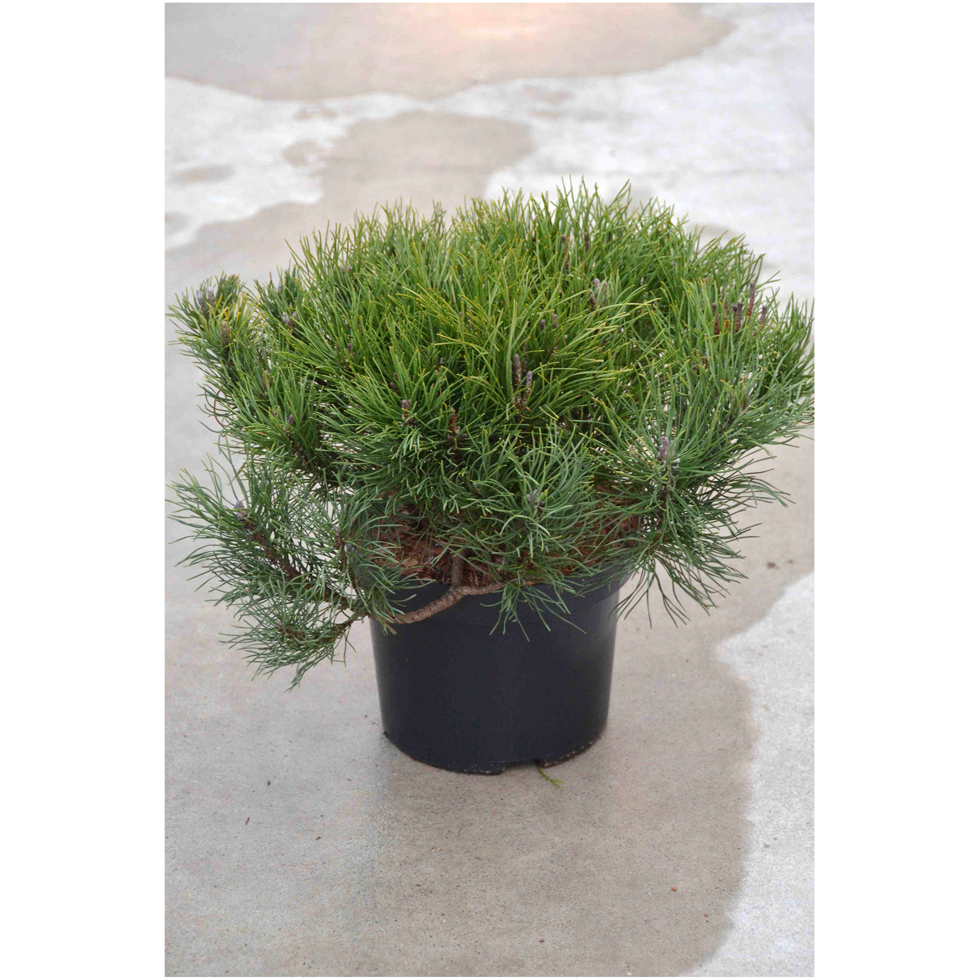 Zwergkiefer Latschenkiefer Bergkiefer Konifere immergrün