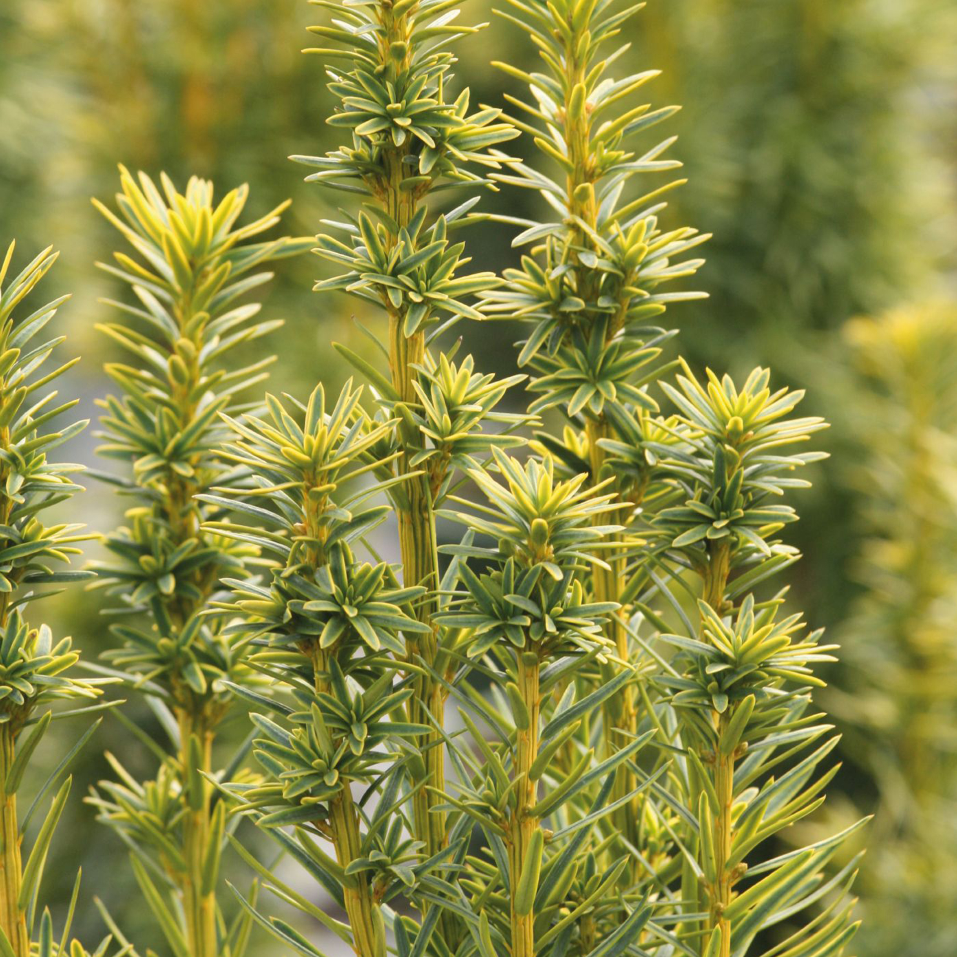 Säulen Eibe David Konifere Steingarten pflegeleicht