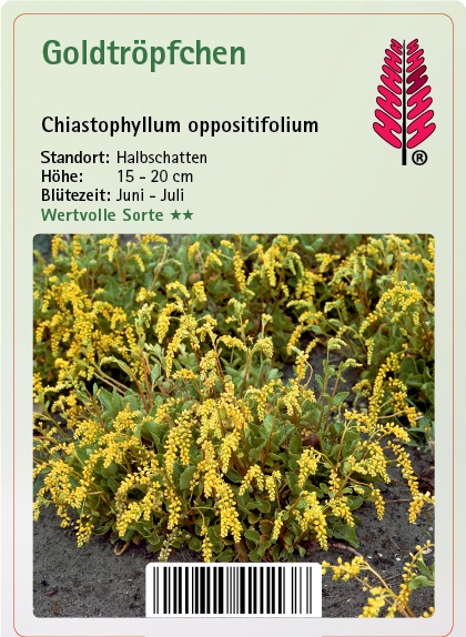 Pflanzenwuchs, Gras, Amaranthaceae, Blume, Kräuterig