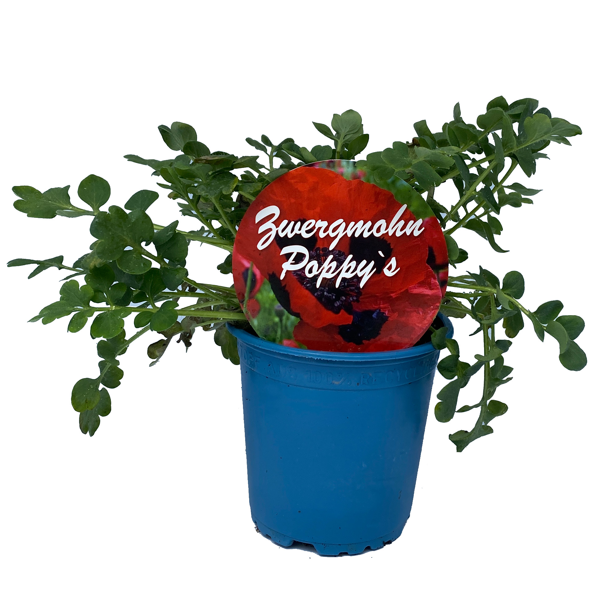 Zwergmohn - Papaver communatum 'Poppy's' rot, 13cm Topf