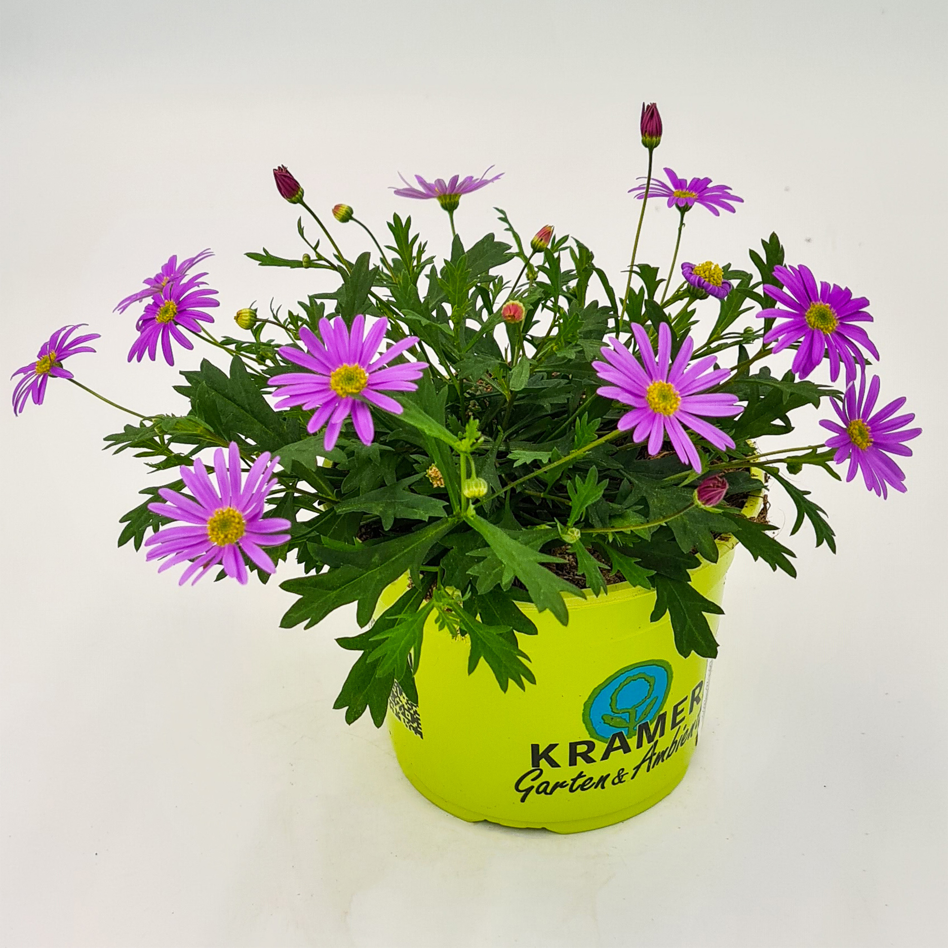 violett blühendes Gänseblümchen Balino Violet im Pflanztopf