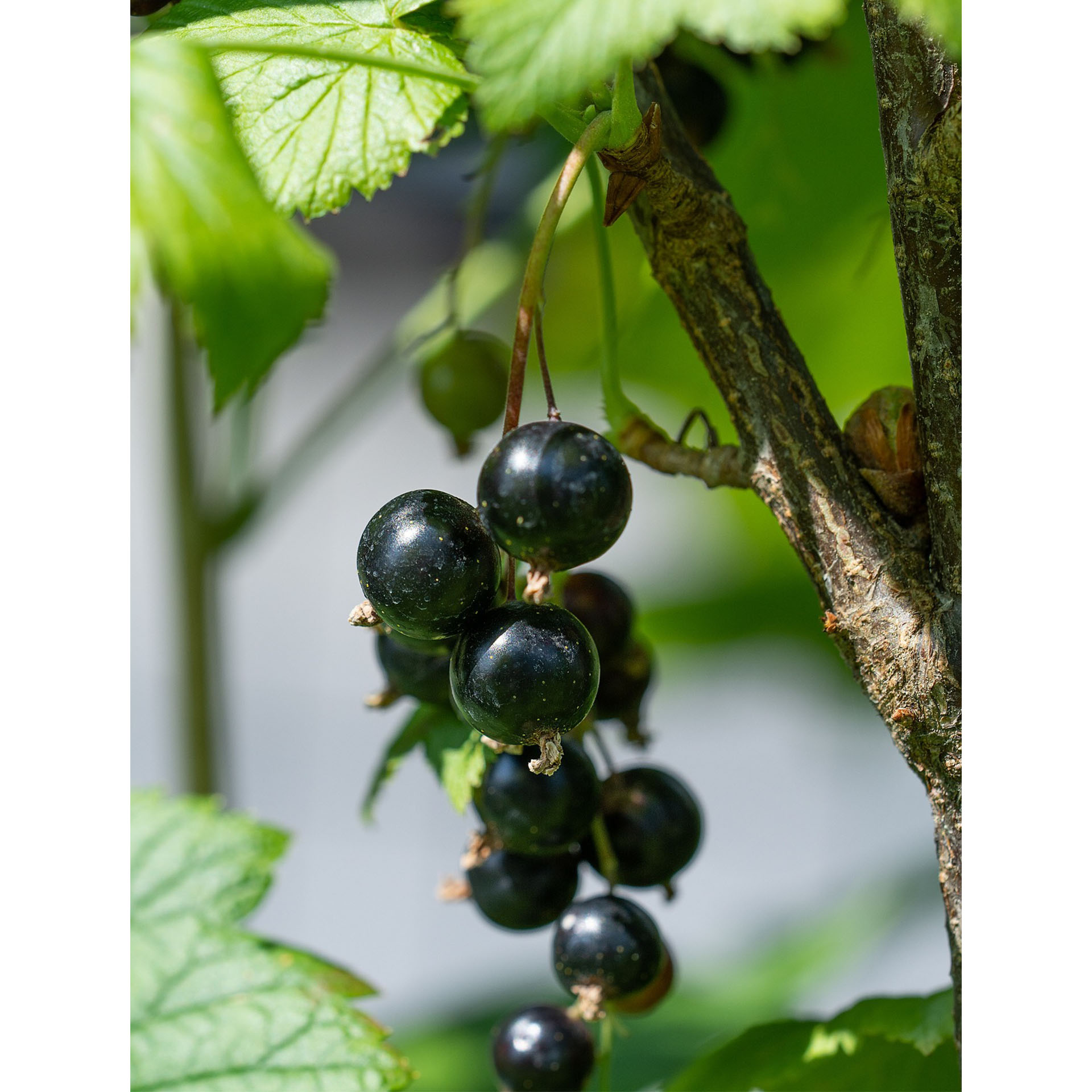 reife schwarze Johannisbeeren in Traube am Strauch hängend