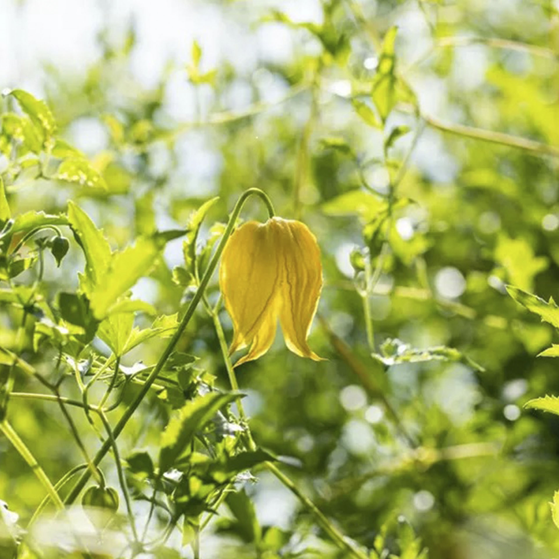 gelbe Blüte an Zweig der Clematis tangutica