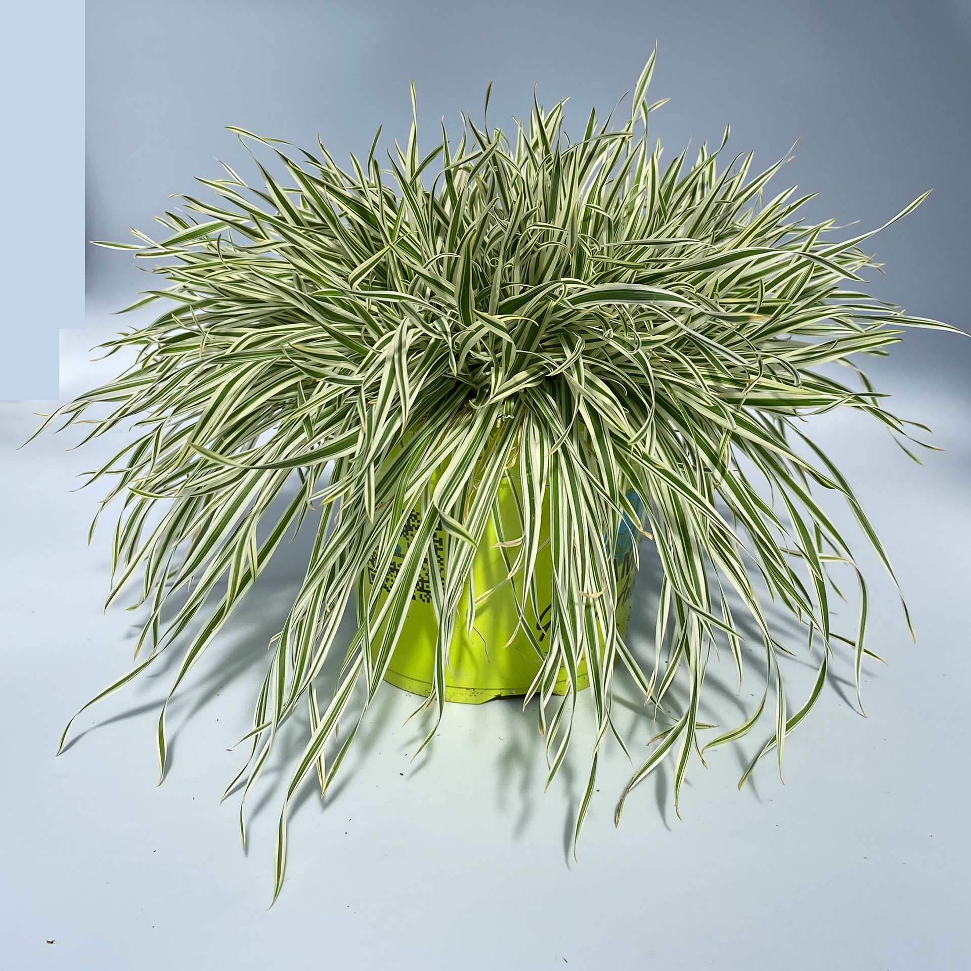 Weiches Honiggras - Holcus mollis, 12cm Topf