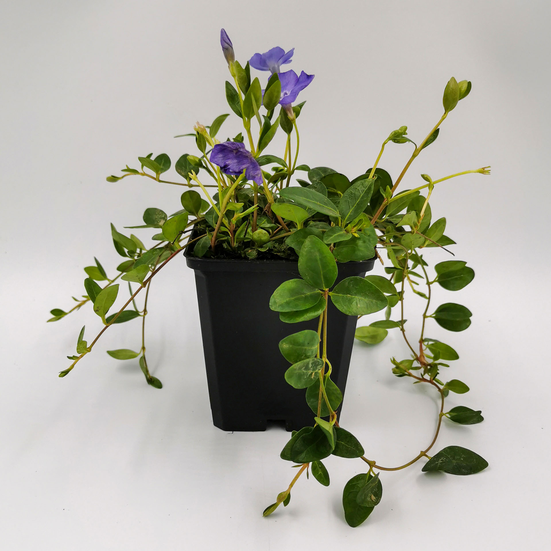 blühendes Immergrün mit Ranken