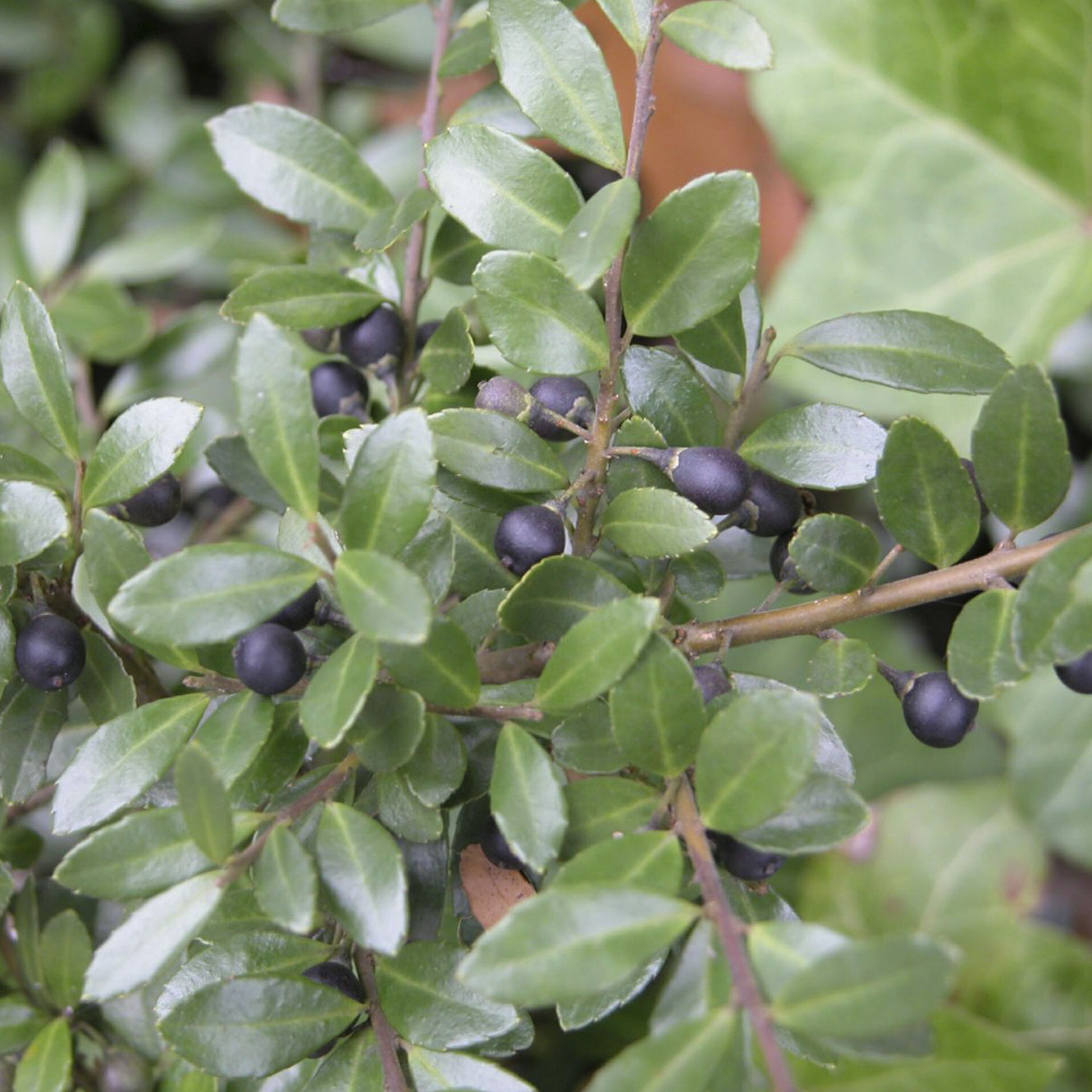 dichtes, dunkelgrüne Verzweigungen mit kkleinen Blättchen und Beeren