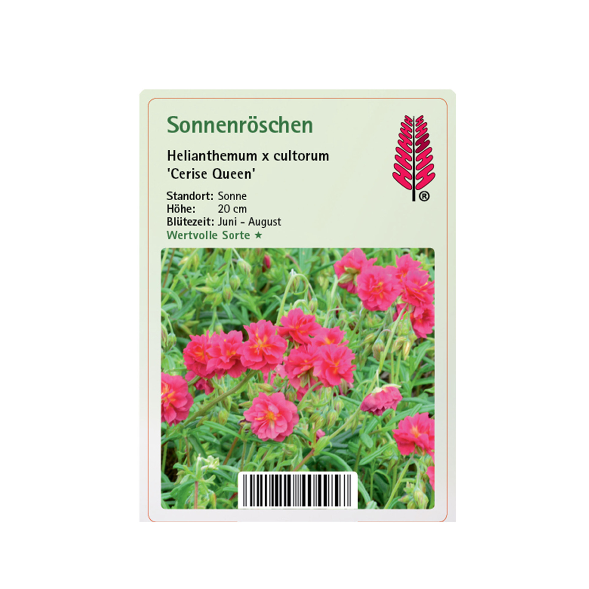 Sonnenröschen - Helianthemum x cult. 'Cerise Queen', 9cm Topf