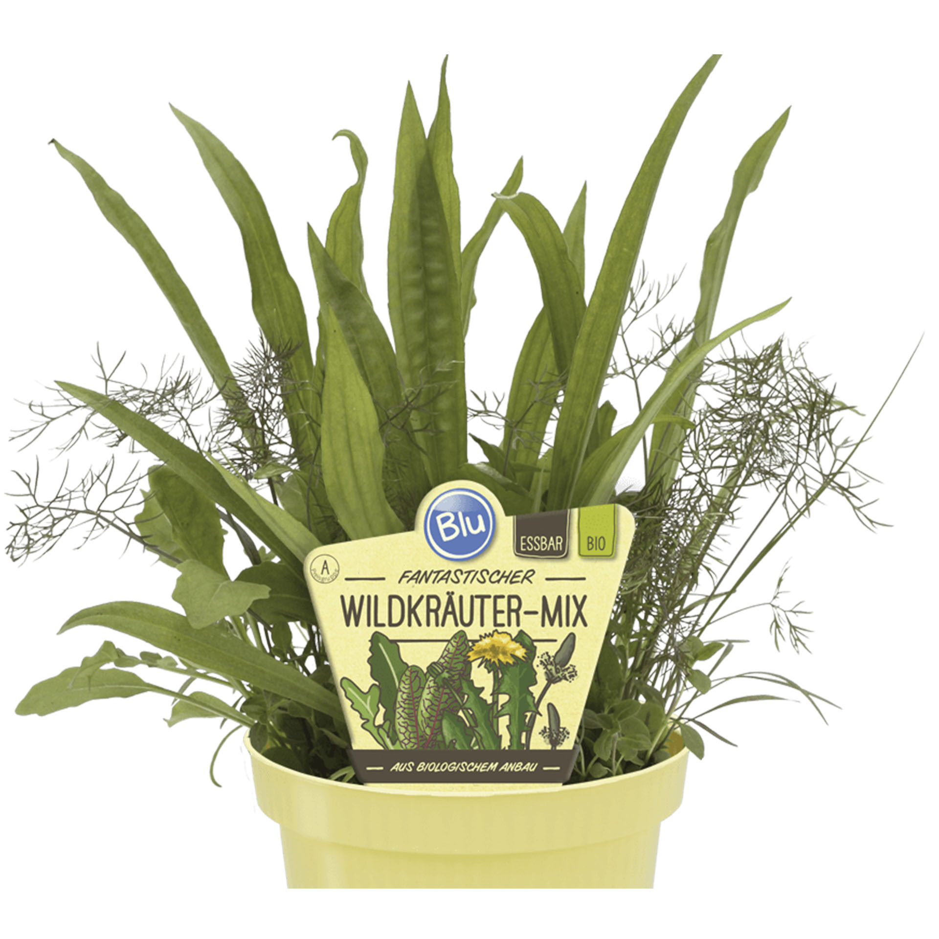 Wildkräuter-Mix im Pflanztopf mit Pflanzenstecker