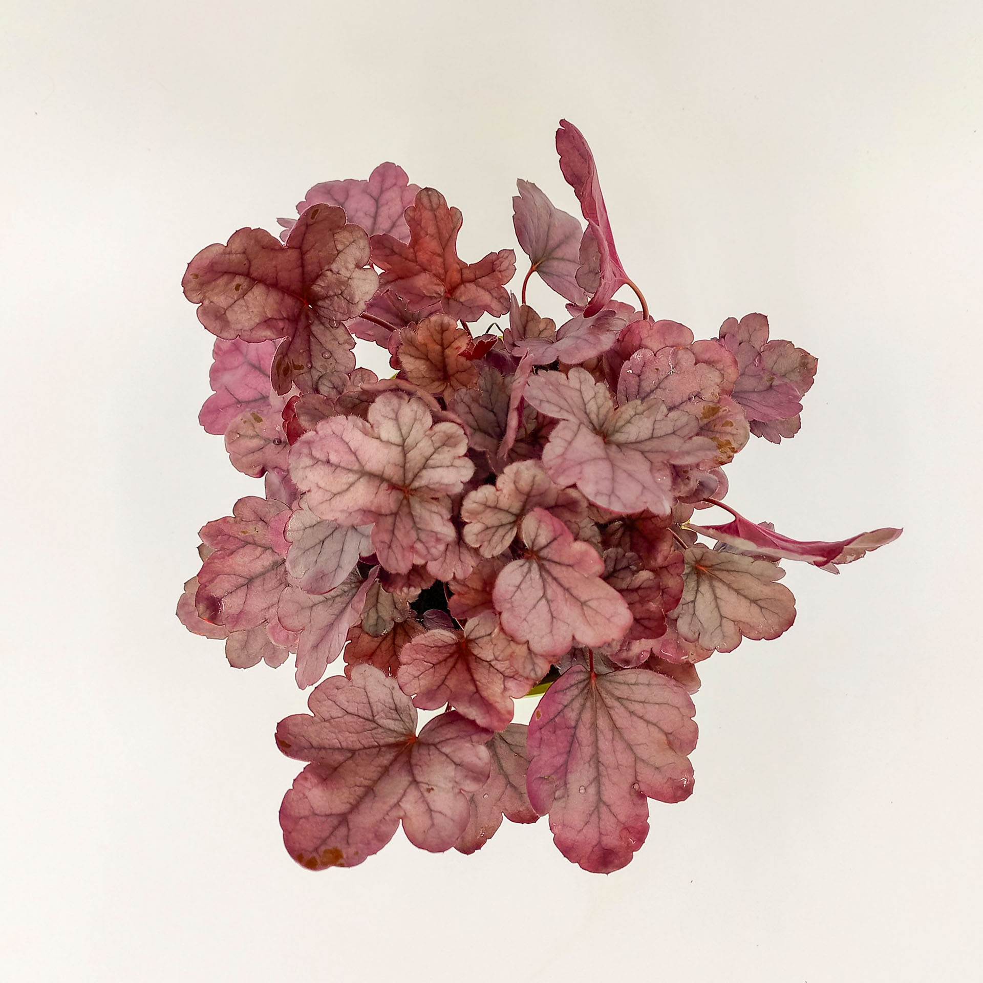 Purpurglöckchen Silver Gumdrop 2 Sonnenstaude Herbstbepflanzung in Beet Kübel Kästen