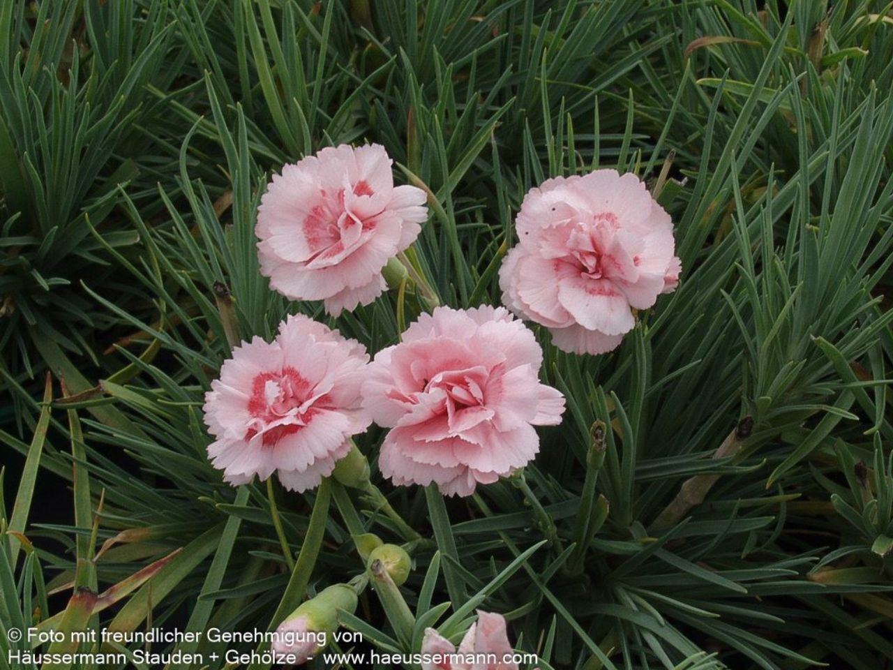 Blume, Pflanze, Nelke, Rose