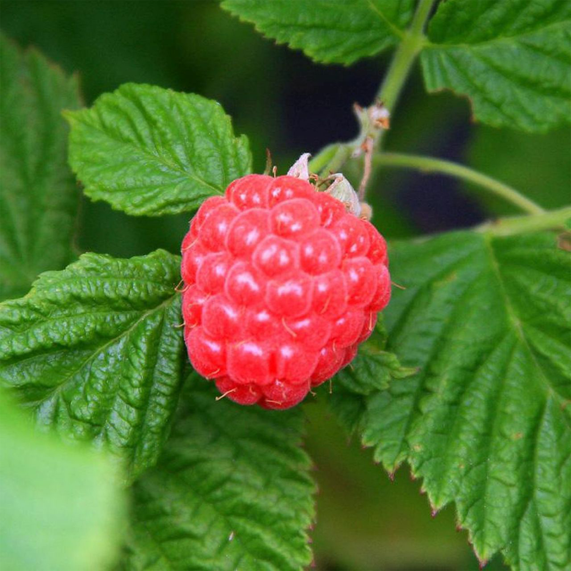 Himbeere Brazel Berry Raspberry Shortcake große süße Himbeeren Beerenobst
