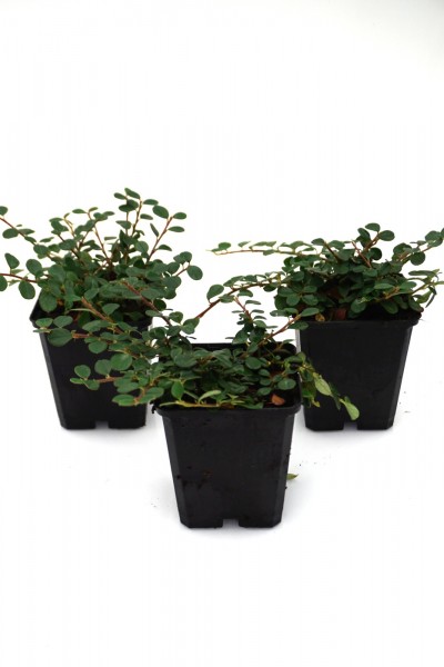 Cotoneaster dammeri Evergreen