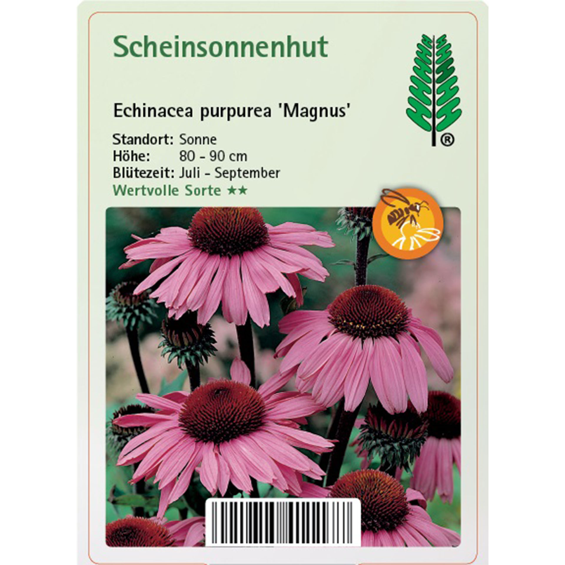Gänseblümchen, Blume, Pflanze, Text