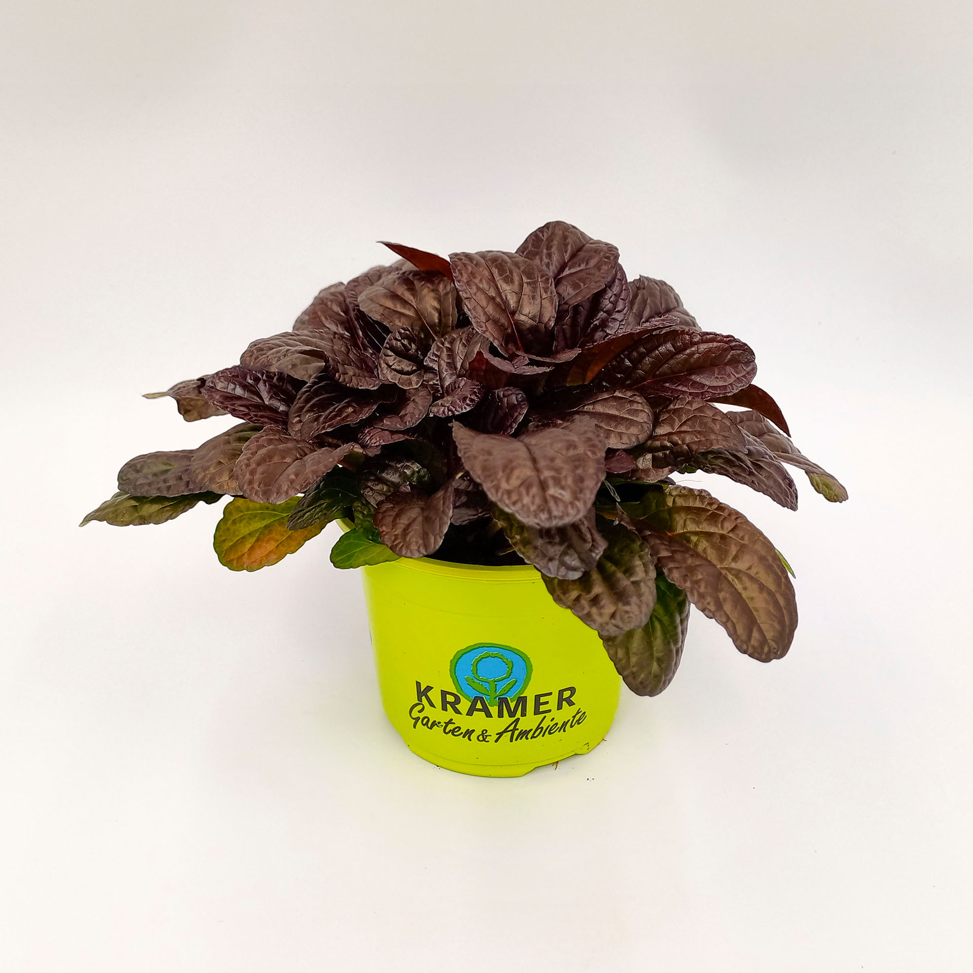 Kriechender Günsel Elmblut Bodendecker Grabbepflanzung