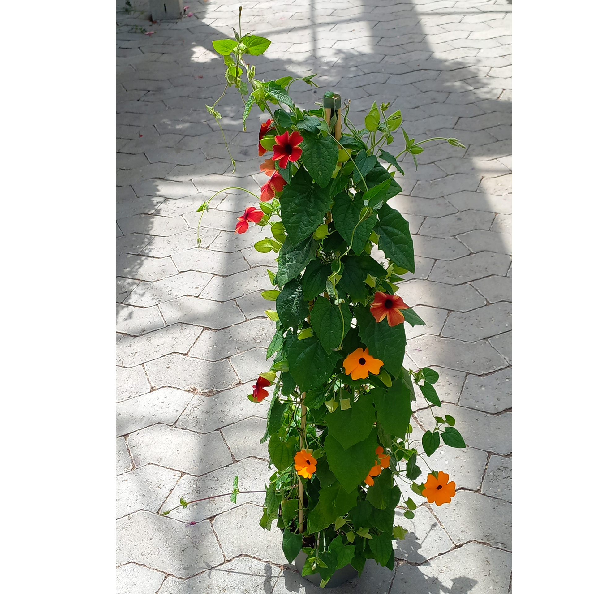buschig rankende Blume mit verschiedenfarbenen Blüten