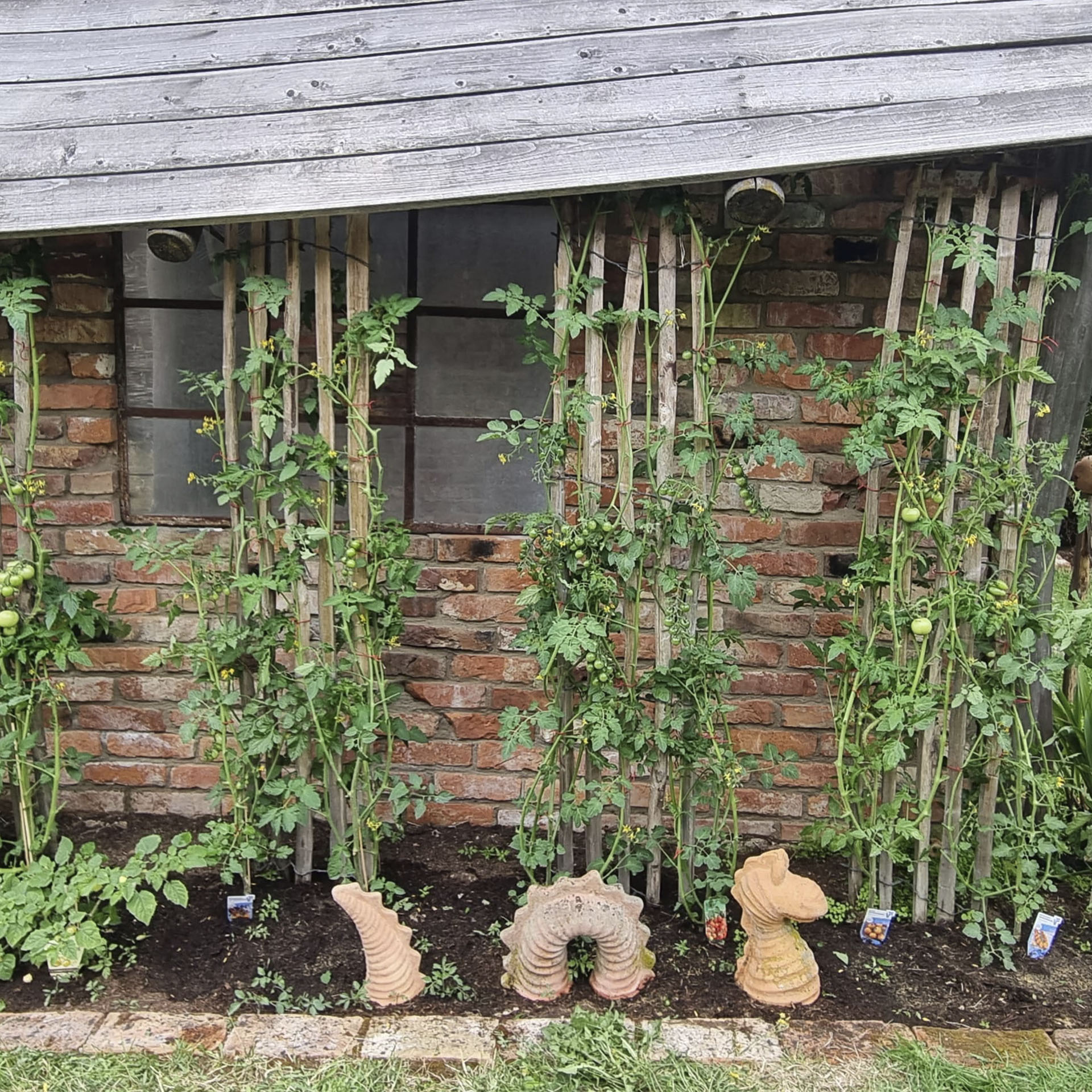 staketenzaun als Rankhilfe für Tomatenpflanzen
