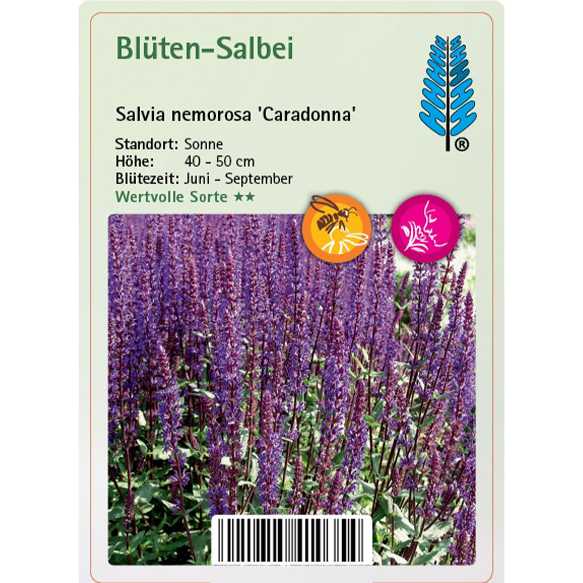 Blume, Pflanze, Lavendel, Purpur, Lupine