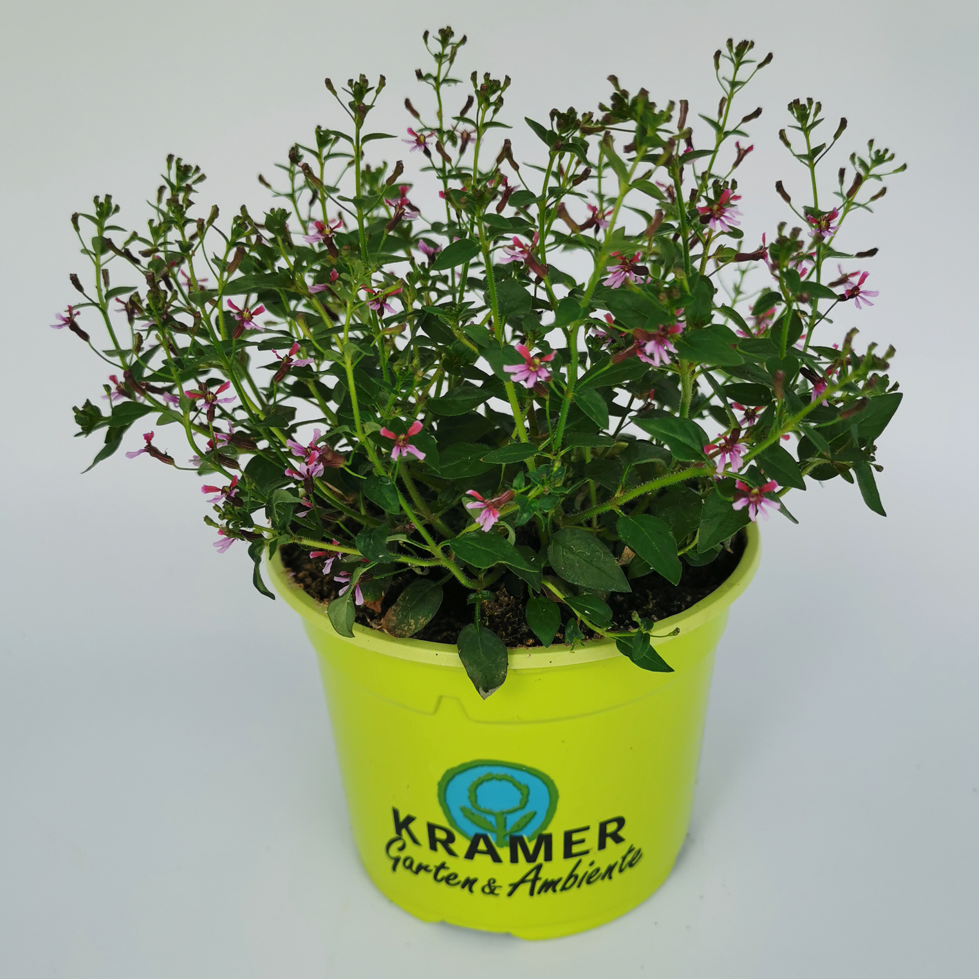 Japanische Scheinmyrthe - Cuphea ramosissima, 12cm Topf