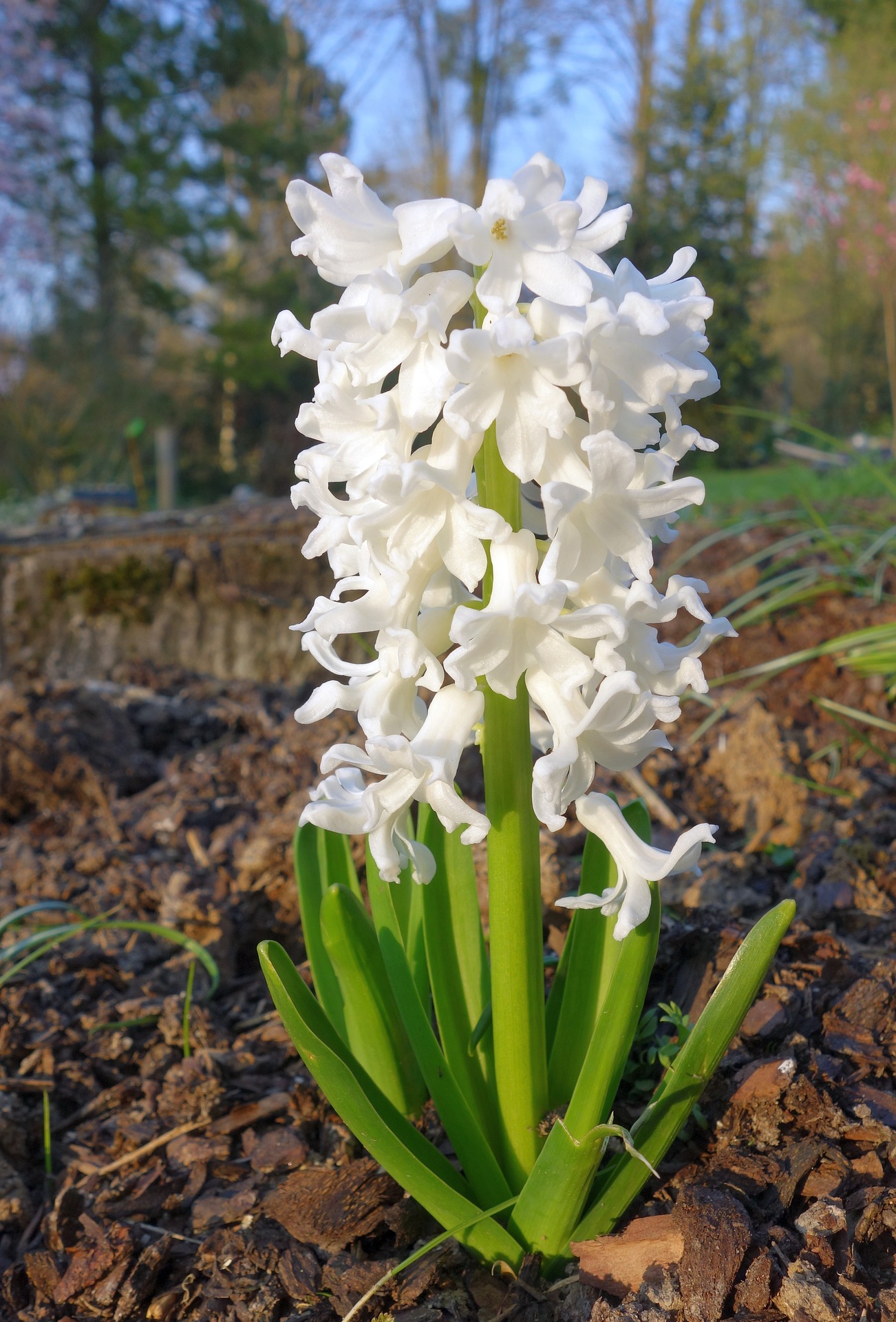 weiß blühende hyazinthe