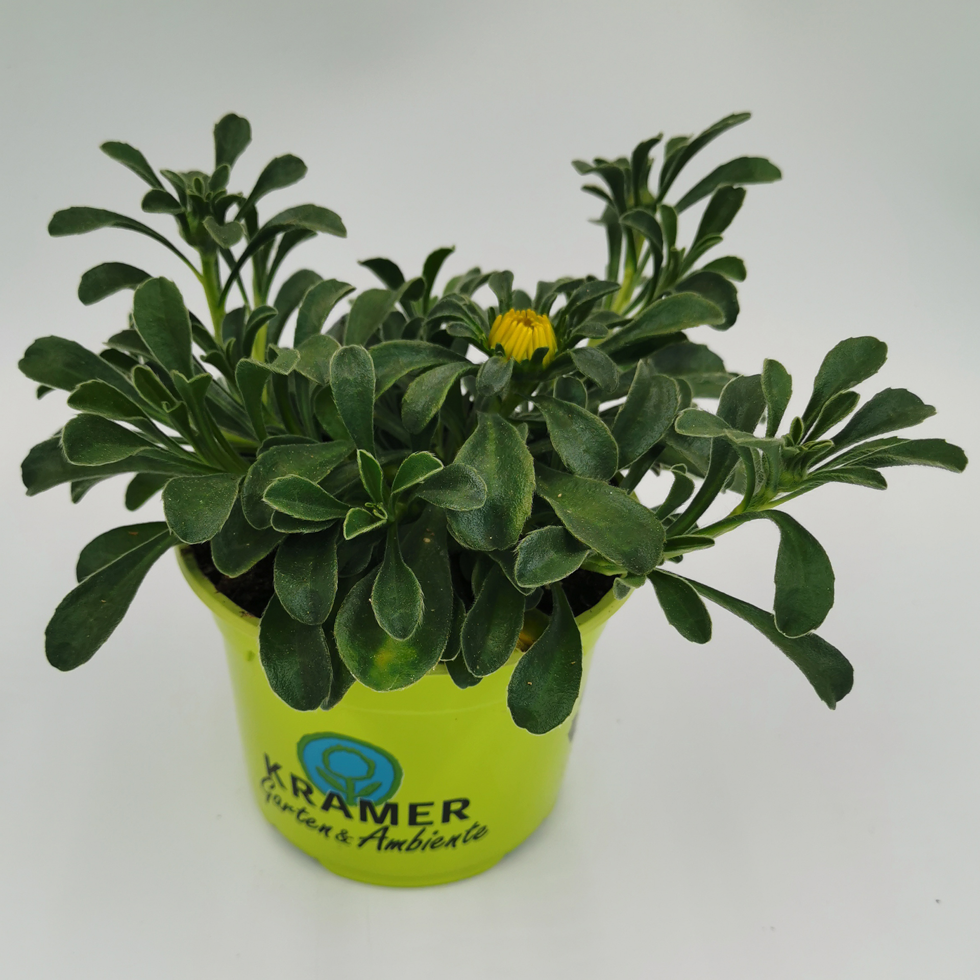 Goldtaler - Asteriscus maritimus 'Gold Dollar', 12cm Topf