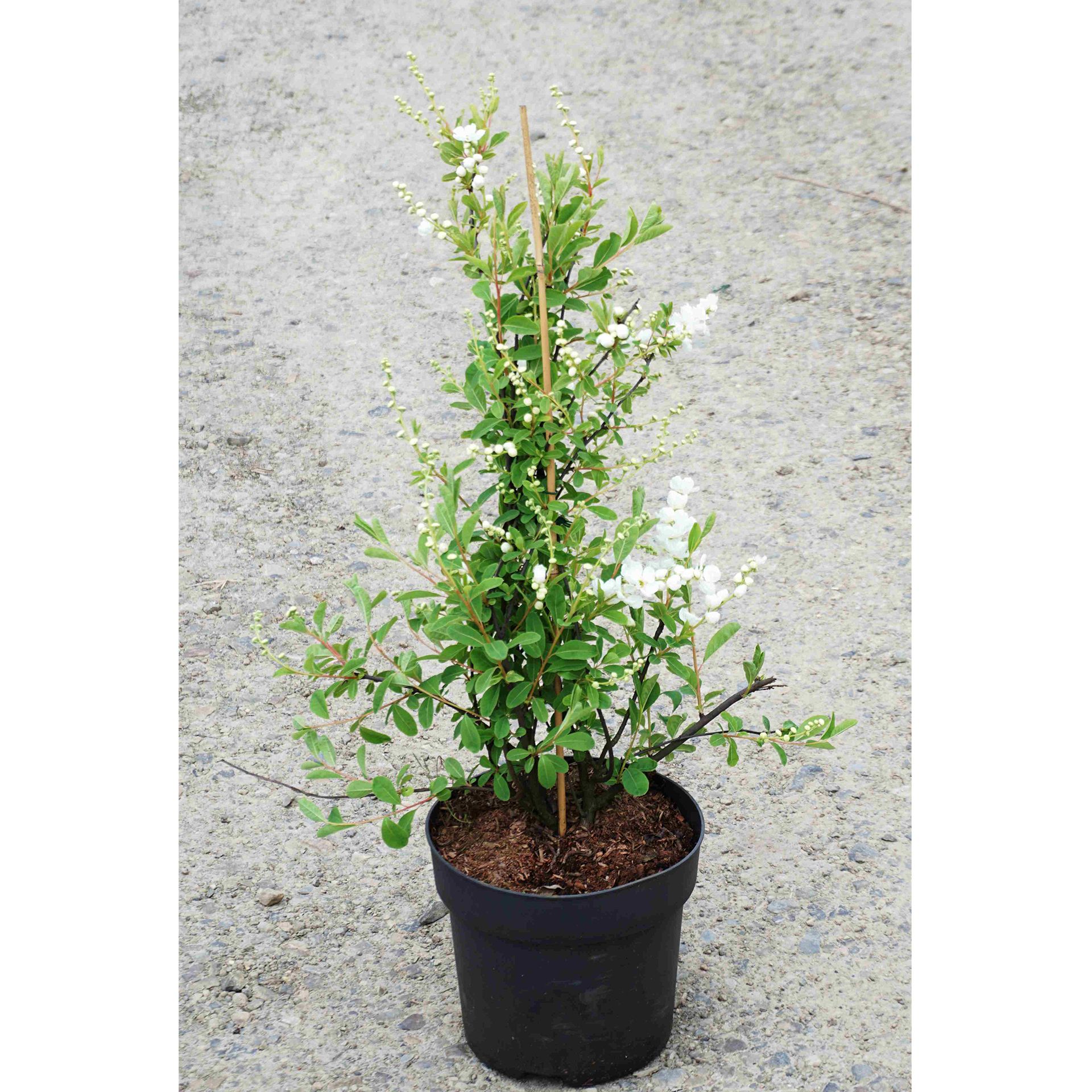 Prunkspiere - Exocorda macrantha 'The Bride', C6 40-60cm am Stab