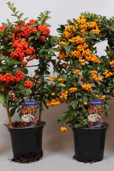 Pyracantha in Sorten