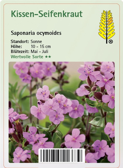 Blume, Pflanze, Geranie, Blütenblatt