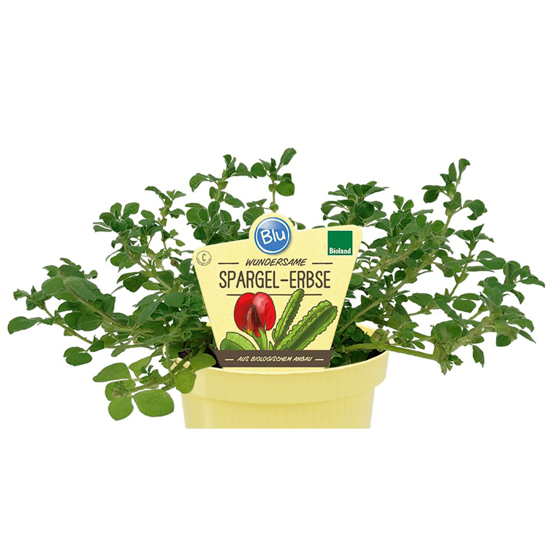 Kräuterig, Kräuter, Pflanze, Pflanze im Topf, Blatt