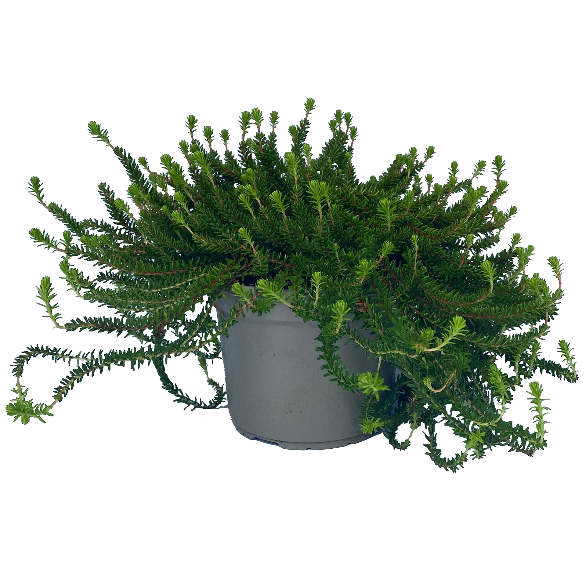 Krähenbeere Bodendecker Zwergstrauch